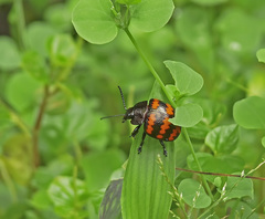 Platyphora rubropunctata