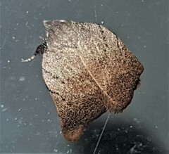 Tortricopsis pyroptis