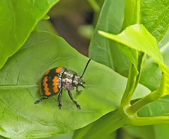 Platyphora rubropunctata