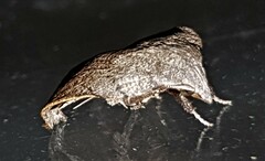 Tortricopsis pyroptis