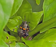 Platyphora rubropunctata