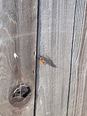 Sphecius