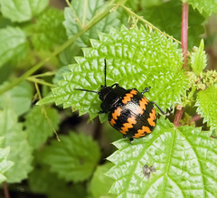 Platyphora rubropunctata