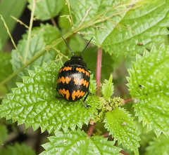 Platyphora rubropunctata