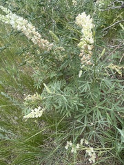 Lupinus albus