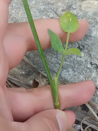Image of Pimpinella lutea by (c) Karim Haddad, some rights reserved (CC BY)