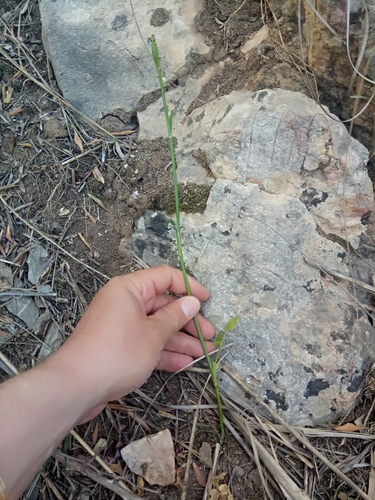 Image of Pimpinella lutea by (c) Karim Haddad, some rights reserved (CC BY)