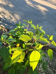 Hibiscus lasiocarpos