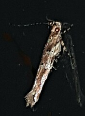 Anatrachyntis rileyi