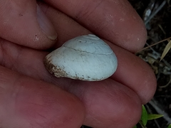 Sphincterochila
