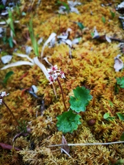 Micranthes porsildiana