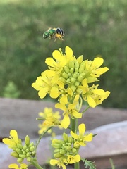 Agapostemon virescens