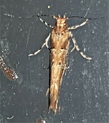 Anatrachyntis rileyi