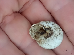 Sphincterochila
