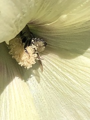 Megachile texana