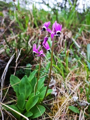 Primula frigida