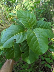 Pisonia subcordata