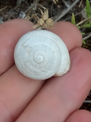 Sphincterochila