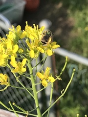 Agapostemon virescens