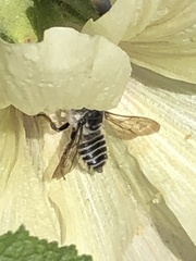 Megachile texana