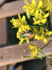 Agapostemon virescens