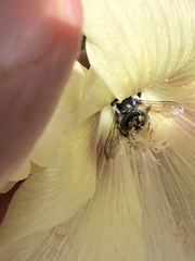Megachile texana