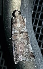 Conobathra hemichlaena