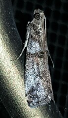 Conobathra hemichlaena