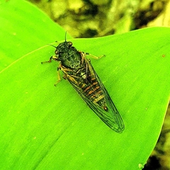 Cicadetta