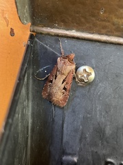 Agrotis vancouverensis