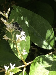 Megachile texana