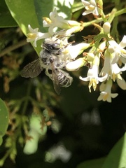 Megachile texana