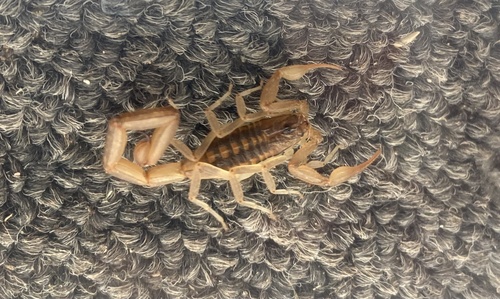 Centruroides rommeli