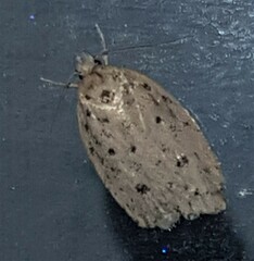 Garrha atripunctatella