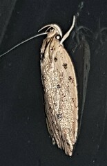 Garrha atripunctatella