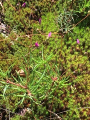Phemeranthus mengesii