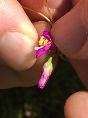 Phemeranthus mengesii