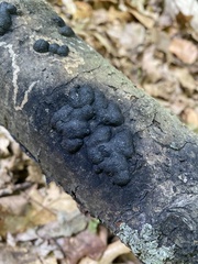 Annulohypoxylon annulatum