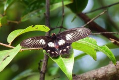 Pachliopta polydorus