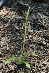 Platanthera unalascensis