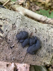 Annulohypoxylon annulatum