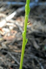 Platanthera unalascensis
