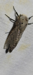 Polyphagozerra coffeae
