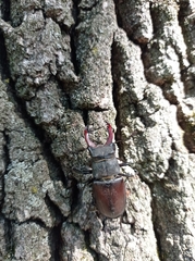 Lucanus cervus