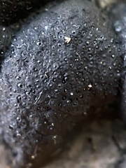 Annulohypoxylon annulatum