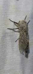 Polyphagozerra coffeae