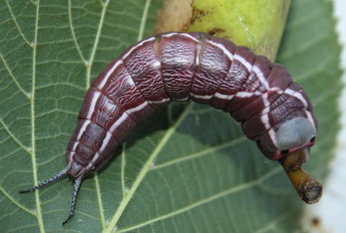 Cerura vinula