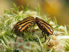Graphosoma lineatum siciliensis