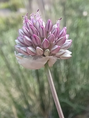 Allium ebusitanum image