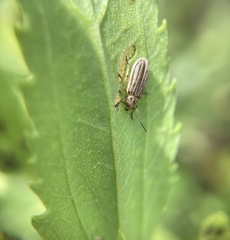 Ophraella notulata